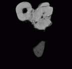 SK 836 Paranthropus robustus ULM3 gif