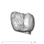 SK 836 Paranthropus robustus ULM3 lingual