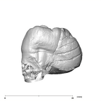SK 836 Paranthropus robustus ULM3 mesial