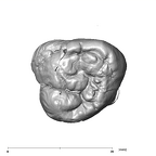 SK 836 Paranthropus robustus ULM3 occlusal