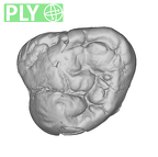 SK 836 Paranthropus robustus ULM3 ply