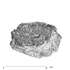 SK 837 Paranthropus robustus URM2 apical