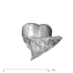 SK 837 Paranthropus robustus URM2 buccal