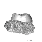 SK 837 Paranthropus robustus URM2 distal