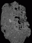 SK 837 Paranthropus robustus URM2 gif