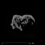 SK 837 Paranthropus robustus URM2 internal
