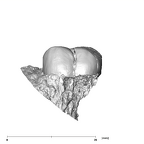 SK 837 Paranthropus robustus URM2 lingual
