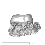 SK 837 Paranthropus robustus URM2 mesial