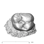 SK 837 Paranthropus robustus URM2 occlusal