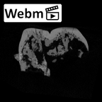 SK 837 Paranthropus robustus URM2 ct stack movie