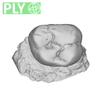 SK 837 Paranthropus robustus URM2 ply
