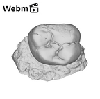 SK 837 Paranthropus robustus URM2 ply movie
