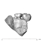 SK 838a Paranthropus robustus partial right maxilla buccal