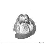 SK 838a Paranthropus robustus partial right maxilla distal
