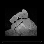 SK 838a Paranthropus robustus partial right maxilla internal