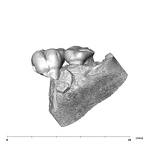 SK 838a Paranthropus robustus partial right maxilla lingual