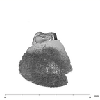 SK 838a Paranthropus robustus partial right maxilla mesial