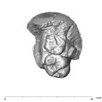 SK 838a Paranthropus robustus partial right maxilla occlusal