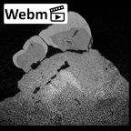 SK 838a Paranthropus robustus partial right maxilla ct stack movie