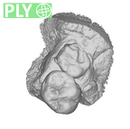 SK 838a Paranthropus robustus partial right maxilla ply