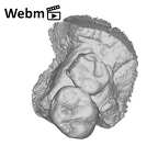 SK 838a Paranthropus robustus partial right maxilla ply movie