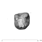 SK 838b Paranthropus robustus LLM1 apical