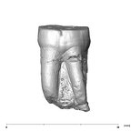 SK 838b Paranthropus robustus LLM1 buccal