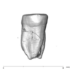 SK 838b Paranthropus robustus LLM1 distal