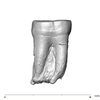 SK 838b Paranthropus robustus LLM1 lingual