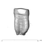 SK 838b Paranthropus robustus LLM1 mesial