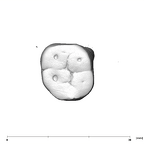 SK 838b Paranthropus robustus LLM1 occlusal