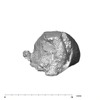 SK 839 Paranthropus robustus ULI1 apical