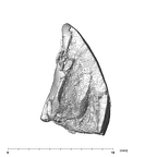 SK 839 Paranthropus robustus ULI1 distal