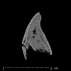 SK 839 Paranthropus robustus ULI1 internal