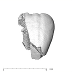 SK 839 Paranthropus robustus ULI1 labial