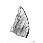 SK 839 Paranthropus robustus ULI1 lingual