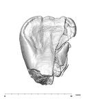 SK 839 Paranthropus robustus ULI1 mesial