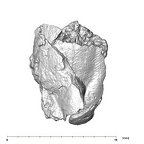 SK 839 Paranthropus robustus ULI2 1