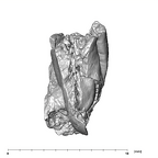 SK 839 Paranthropus robustus ULI2 2