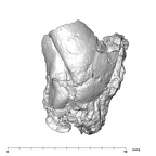 SK 839 Paranthropus robustus ULI2 3