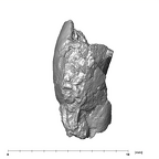 SK 839 Paranthropus robustus ULI2 4