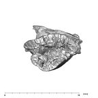 SK 839 Paranthropus robustus ULI2 6
