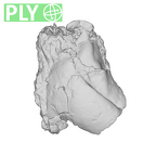 SK 839 Paranthropus robustus ULI2 ply