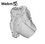 SK 839 Paranthropus robustus ULI2 ply movie
