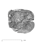 SK 839 Paranthropus robustus ULM1 apical