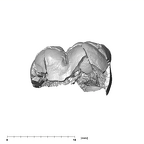 SK 839 Paranthropus robustus ULM1 buccal