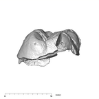 SK 839 Paranthropus robustus ULM1 distal