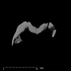 SK 839 Paranthropus robustus ULM1 internal