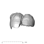 SK 839 Paranthropus robustus ULM1 lingual