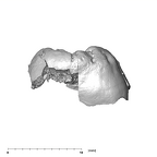 SK 839 Paranthropus robustus ULM1 mesial